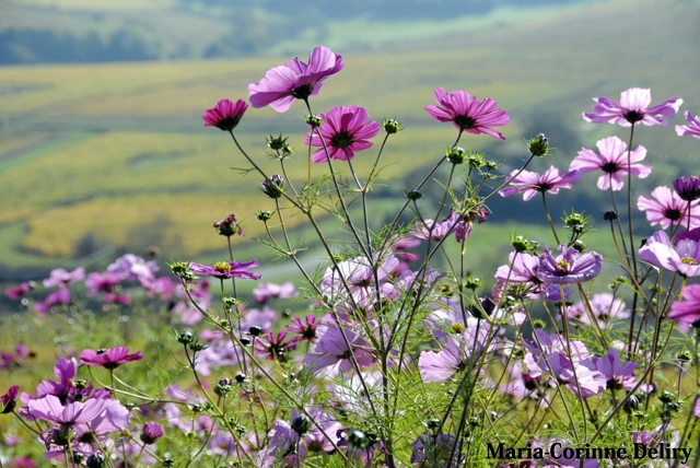 LA-BOURGOGNE-EN-AUTOMNE-02.jpg - MONTAGNY-LES-BUXY