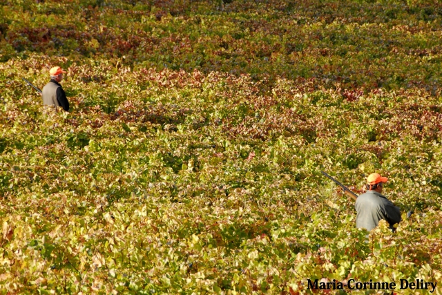 LA-BOURGOGNE-EN-AUTOMNE-05.jpg - TOUCHES