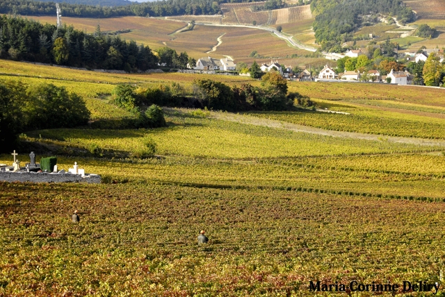 LA-BOURGOGNE-EN-AUTOMNE-06.jpg - TOUCHES