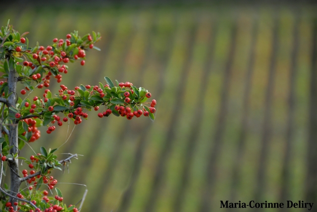 LA-BOURGOGNE-EN-AUTOMNE-08.jpg - TOUCHES