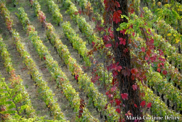 LA-BOURGOGNE-EN-AUTOMNE-09.jpg - TOUCHES