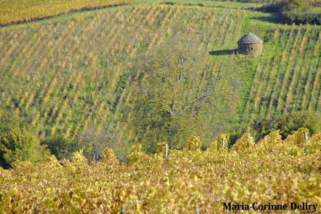LA-BOURGOGNE-EN-AUTOMNE-13.jpg - MONTAGNY-LES-BUXY