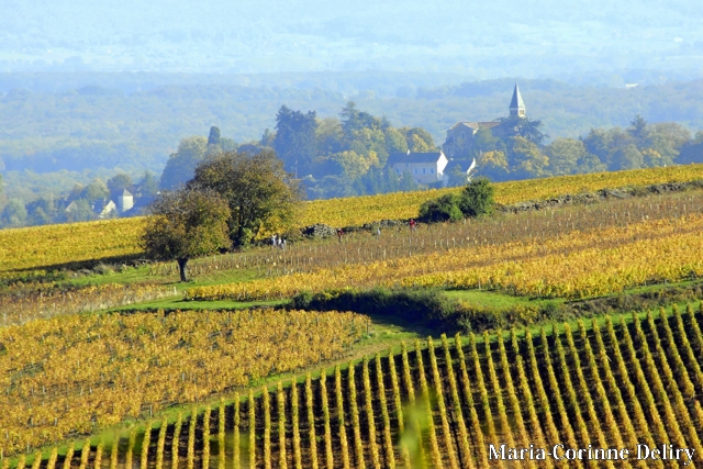 LA-BOURGOGNE-EN-AUTOMNE-14.jpg - PAYSAGE DE LA COTE CHALONNAISE