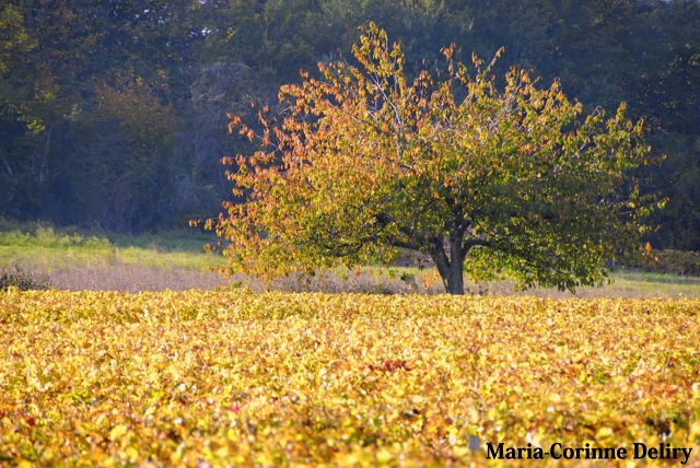 LA-BOURGOGNE-EN-AUTOMNE-15.jpg - MONTAGNY-LES-BUXY