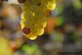 LA-BOURGOGNE-EN-AUTOMNE-10