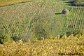 LA-BOURGOGNE-EN-AUTOMNE-13