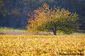 LA-BOURGOGNE-EN-AUTOMNE-15