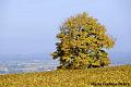 LA-BOURGOGNE-EN-AUTOMNE-16